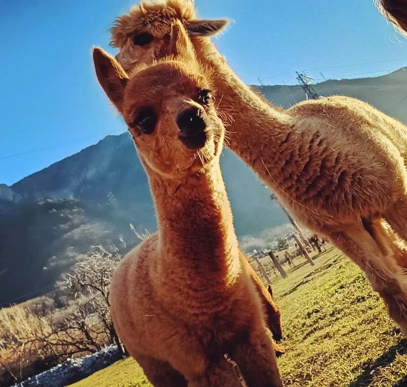 Alpaca